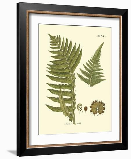 Antique Fern III-Vision Studio-Framed Art Print