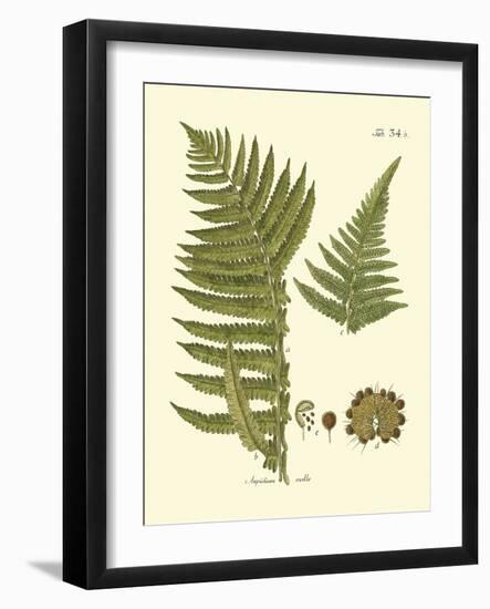 Antique Fern III-Vision Studio-Framed Art Print