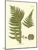 Antique Fern III-Vision Studio-Mounted Art Print