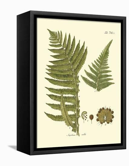 Antique Fern III-Vision Studio-Framed Stretched Canvas