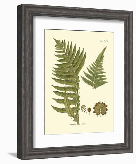 Antique Fern III-Vision Studio-Framed Art Print