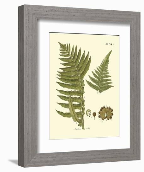 Antique Fern III-Vision Studio-Framed Art Print