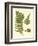 Antique Fern III-Vision Studio-Framed Art Print