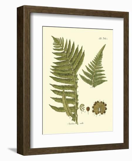 Antique Fern III-Vision Studio-Framed Art Print