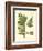 Antique Fern III-Vision Studio-Framed Art Print