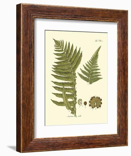 Antique Fern III-Vision Studio-Framed Art Print