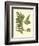 Antique Fern III-Vision Studio-Framed Art Print