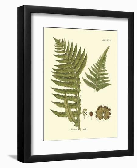 Antique Fern III-Vision Studio-Framed Art Print