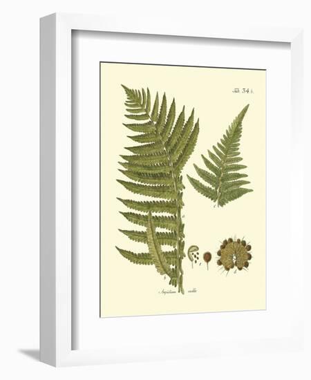 Antique Fern III-Vision Studio-Framed Art Print