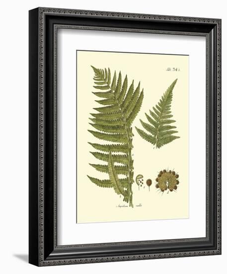 Antique Fern III-Vision Studio-Framed Art Print