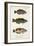 Antique Fish Trio I-Vision Studio-Framed Art Print