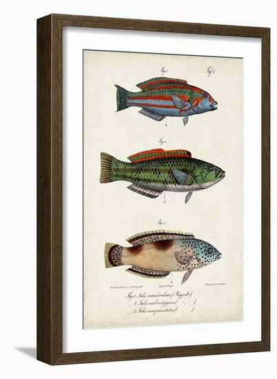 Antique Fish Trio I-Vision Studio-Framed Art Print