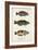 Antique Fish Trio I-Vision Studio-Framed Art Print