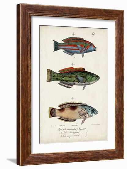 Antique Fish Trio I-Vision Studio-Framed Art Print