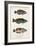 Antique Fish Trio I-Vision Studio-Framed Art Print