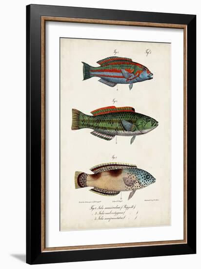 Antique Fish Trio I-Vision Studio-Framed Art Print