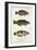 Antique Fish Trio I-Vision Studio-Framed Art Print