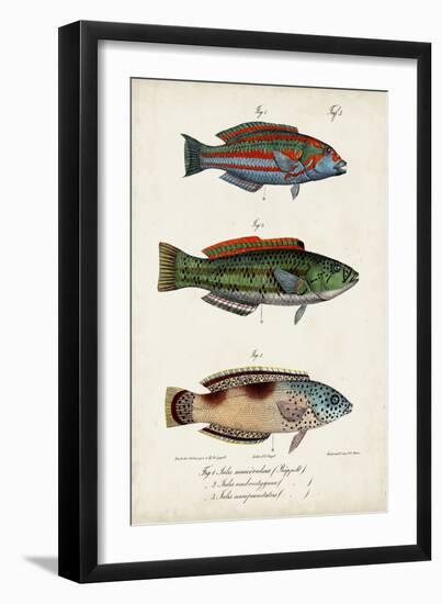 Antique Fish Trio I-Vision Studio-Framed Art Print