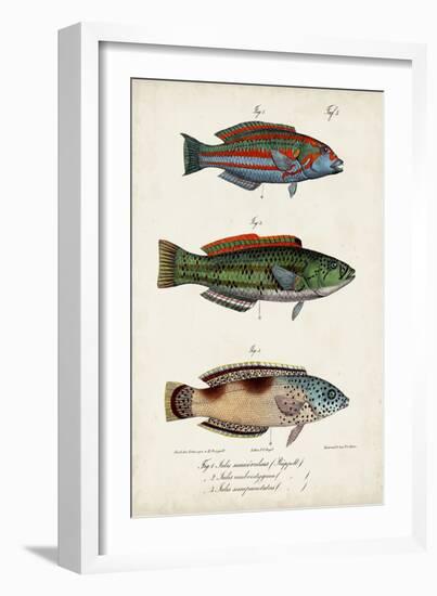 Antique Fish Trio I-Vision Studio-Framed Art Print