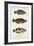 Antique Fish Trio I-Vision Studio-Framed Art Print