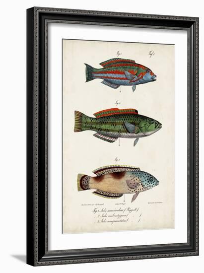 Antique Fish Trio I-Vision Studio-Framed Art Print