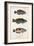 Antique Fish Trio I-Vision Studio-Framed Art Print