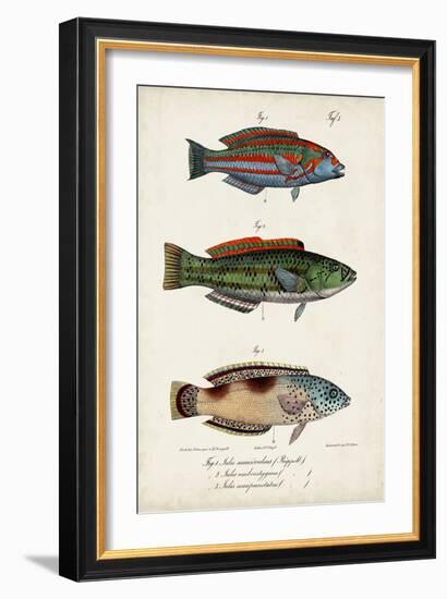 Antique Fish Trio I-Vision Studio-Framed Art Print