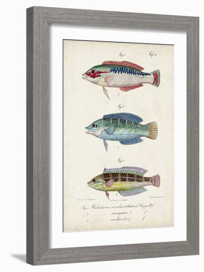 Antique Fish Trio II-Vision Studio-Framed Art Print