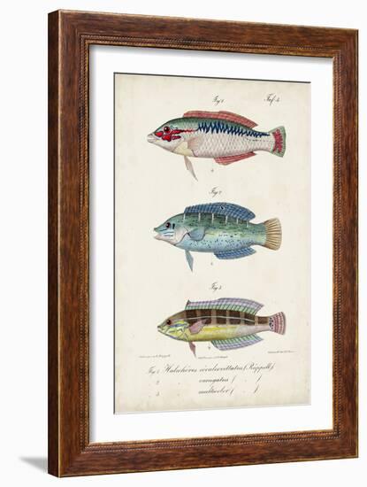 Antique Fish Trio II-Vision Studio-Framed Art Print