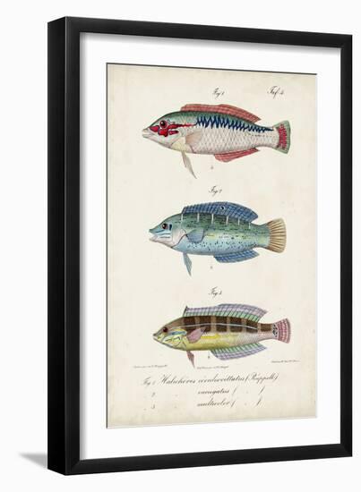 Antique Fish Trio II-Vision Studio-Framed Art Print