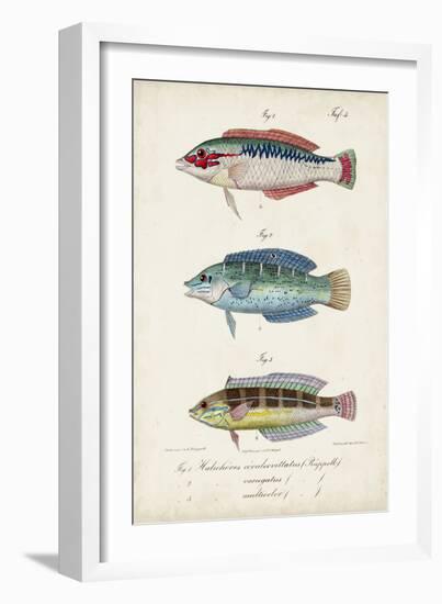 Antique Fish Trio II-Vision Studio-Framed Art Print