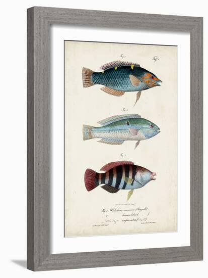 Antique Fish Trio III-Vision Studio-Framed Art Print