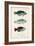 Antique Fish Trio III-Vision Studio-Framed Art Print