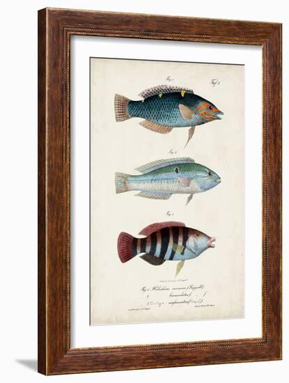 Antique Fish Trio III-Vision Studio-Framed Art Print