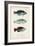 Antique Fish Trio III-Vision Studio-Framed Art Print