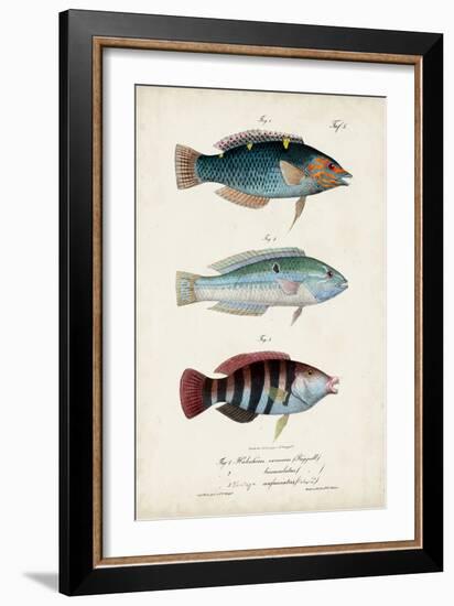 Antique Fish Trio III-Vision Studio-Framed Art Print