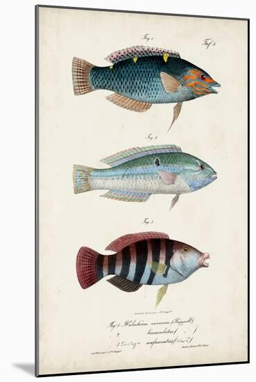 Antique Fish Trio III-Vision Studio-Mounted Art Print