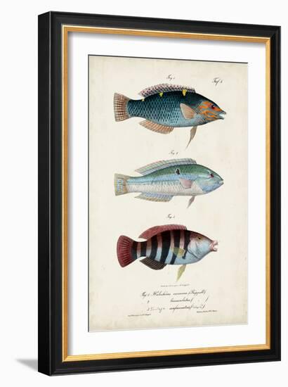 Antique Fish Trio III-Vision Studio-Framed Art Print