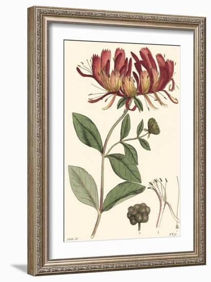 Antique Floral Plate II-Vision Studio-Framed Art Print