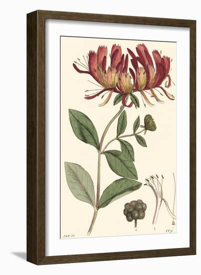 Antique Floral Plate II-Vision Studio-Framed Art Print