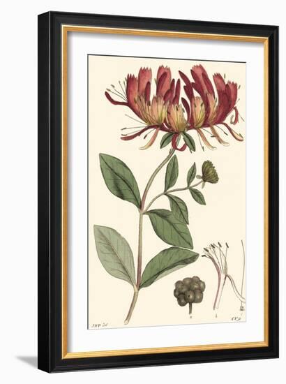 Antique Floral Plate II-Vision Studio-Framed Art Print