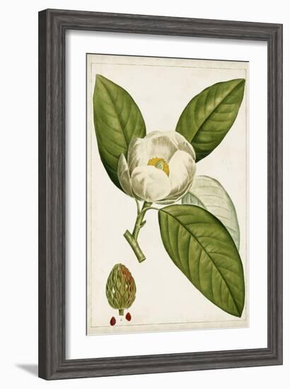 Antique Flowering Trees II-null-Framed Art Print