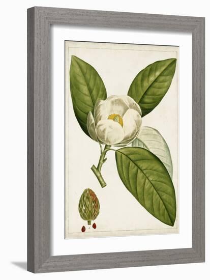 Antique Flowering Trees II-null-Framed Art Print