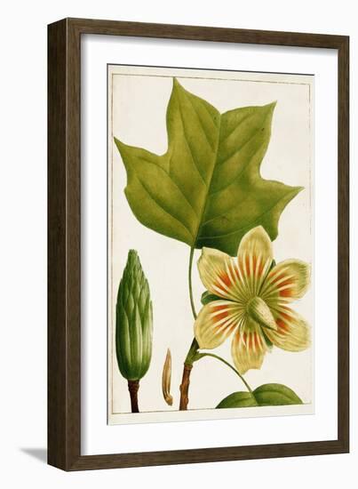 Antique Flowering Trees IV-null-Framed Art Print