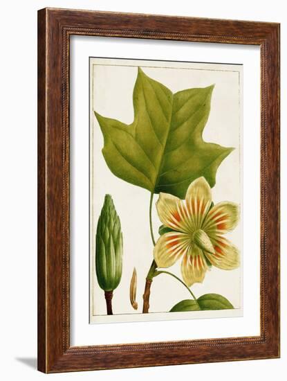 Antique Flowering Trees IV-null-Framed Art Print