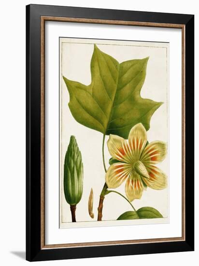 Antique Flowering Trees IV-null-Framed Art Print