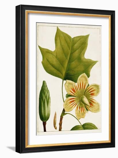 Antique Flowering Trees IV-null-Framed Art Print