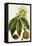 Antique Flowering Trees VI-null-Framed Stretched Canvas