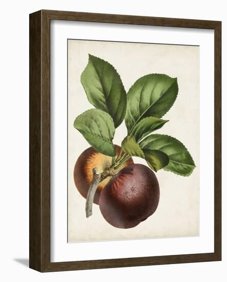 Antique Fruit IX-Vision Studio-Framed Art Print