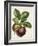 Antique Fruit IX-Vision Studio-Framed Art Print